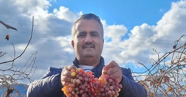 Soğuğa dayanıklı kazancı yüksek Manisa Haberleri