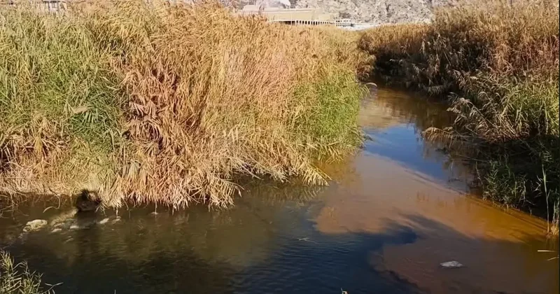 Büyük Menderes Nehri Kirliliği Büyüyor