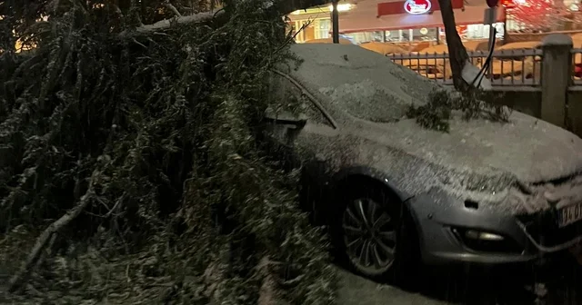 Hastanenin acil servisi önündeki ağacın yarısı koparak devrildi Bolu Haberleri