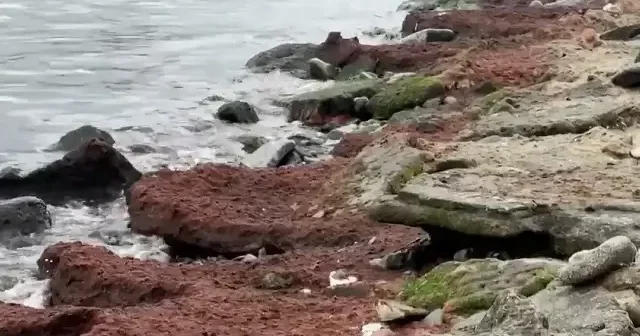 Tekirdağ da poyraz nedeniyle sahilin bir kısmında kırmızı yosun birikti VİDEO İZLE