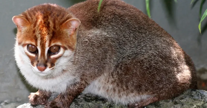 Nesli tükendi sanılan kedi türü 30 yıl sonra ortaya çıktı