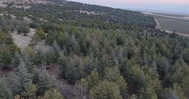 Keskin Belediyesi ne soruşturma! Tam 1 milyon 220 bin metrekare: Kesinlikle affı yok