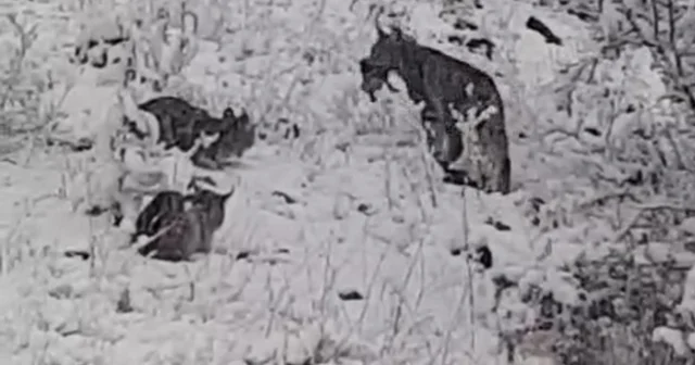 Elazığ da vaşak ailesi görüntülendi Elazığ Haberleri