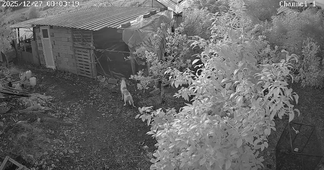 Kümese giren 6 köpek, 30 cins tavuğu öldürdü Antalya Haberleri