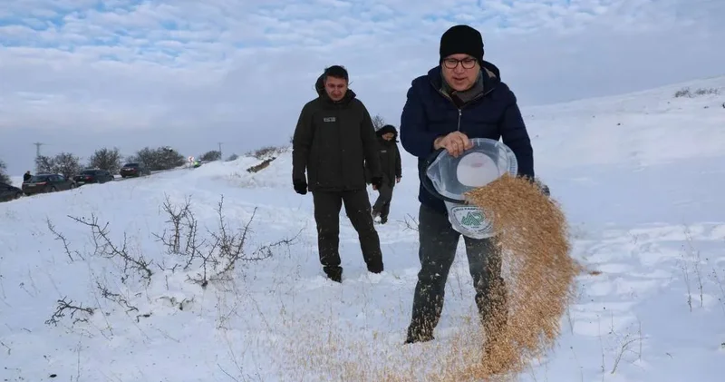 Yabani hayvanlar için dağlara yem döküldü