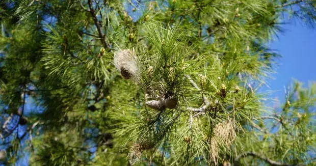 Antalya haberleri Türkiye nin yeni baş belası! Sakın dokunmayın: Sessiz tehlikeye karşı uzman isim uyardı 29 Mart 2026