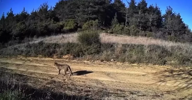 Tekirdağ’da doğanın hayaleti görüntülendi: Dağ Kedisi fotokapanda