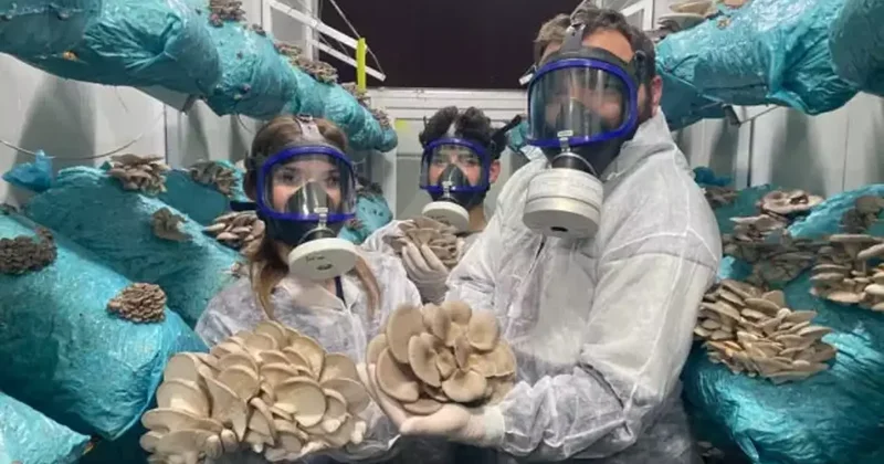 Hobi olarak başladı: Günde 1 tona yakın hasat elde ediyor