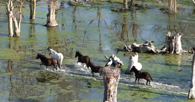 Kızılırmak Deltası nda yılkı atları dronla görüntülendi Samsun Haberleri