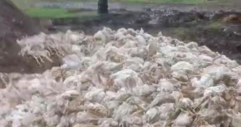 Ormana yüzlerce tavuk ölüsü attılar! Son dakika haberleri