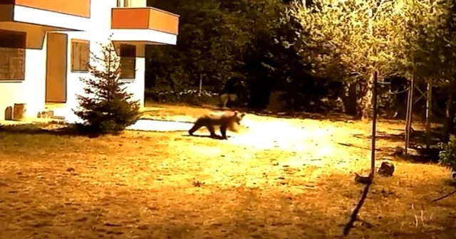 Gümüşhane de alarm sesine aldırış etmeyen iki ayı görüntülendi Gümüşhane Haberleri