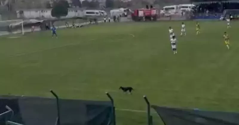 Sahaya giren köpek, maçın geçici olarak durmasına neden oldu