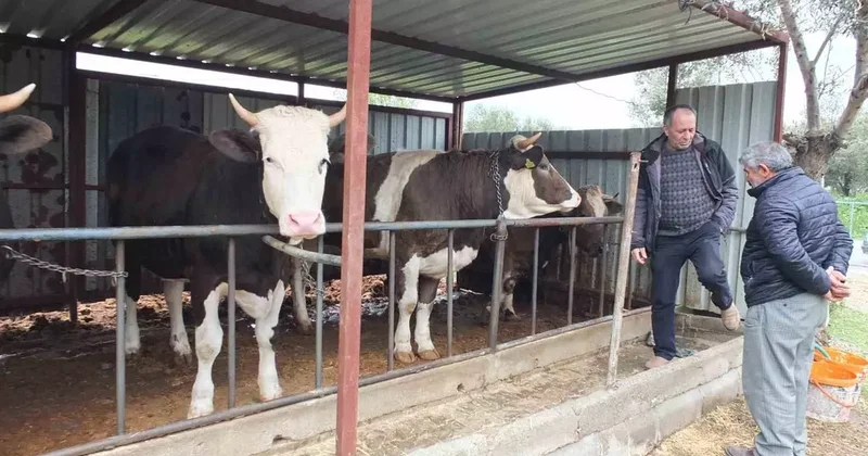Balıkesir’de kurbanlık satışları başladı