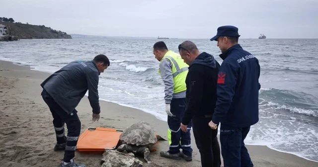 Tekirdağ da ölü caretta caretta kıyıya vurdu Tekirdağ Haberleri