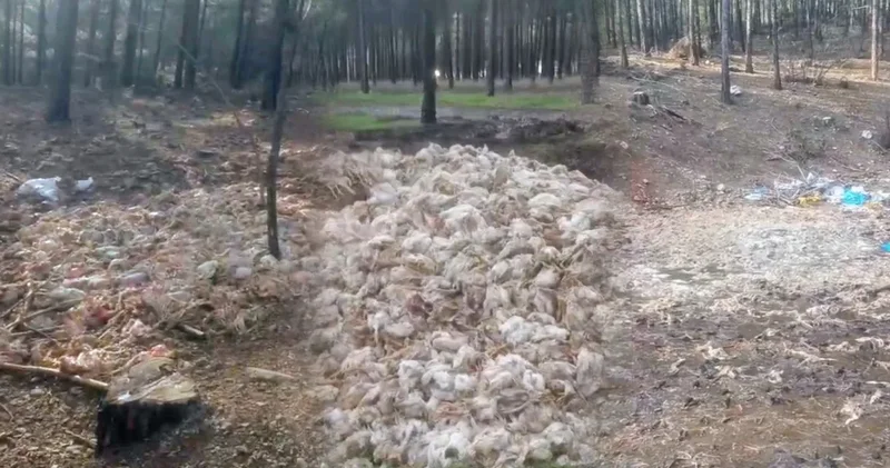Yüzlerce ölü tavuk ormana atıldı!