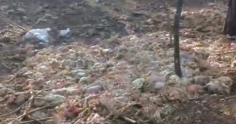 Yüzlercesi ormana atıldı, koku ve görüntü halkı isyan ettirdi Sözcü Gazetesi