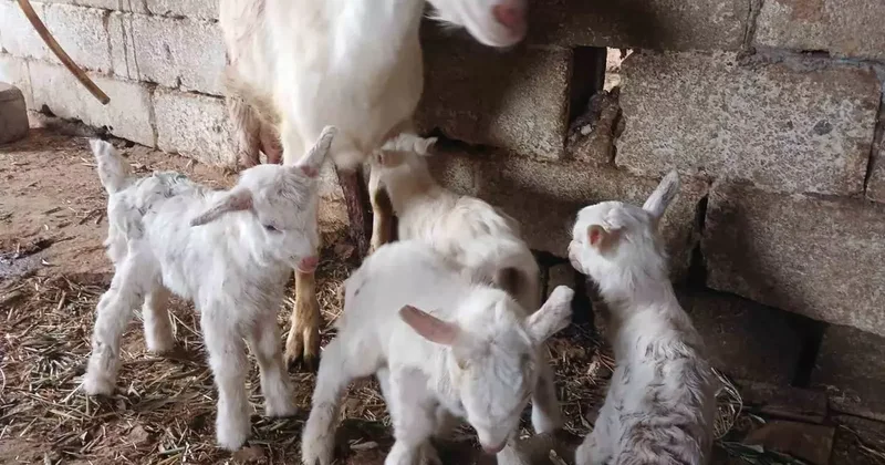 Süt rekortmeni Saanen keçiden dördüz doğum