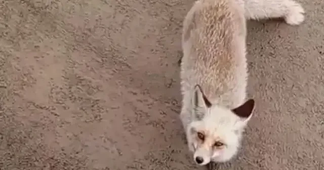 Siirt’te aç kalan tilki işçilerin yanına geldi VİDEO İZLE