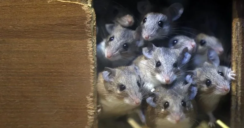 Tek bir fareyi 1.200 adet klonladılar! Felaketle sonuçlandı Sözcü Gazetesi