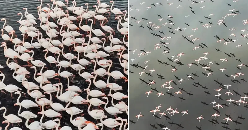 Kayseri de eşsiz görüntü! Yılın ilk flamingo kafilesi geldi