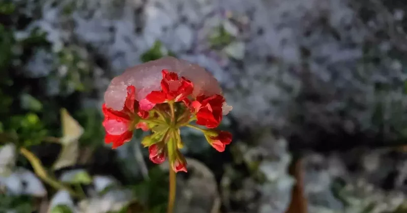 Baharda yağan lapa lapa kar araçları yolda bıraktı