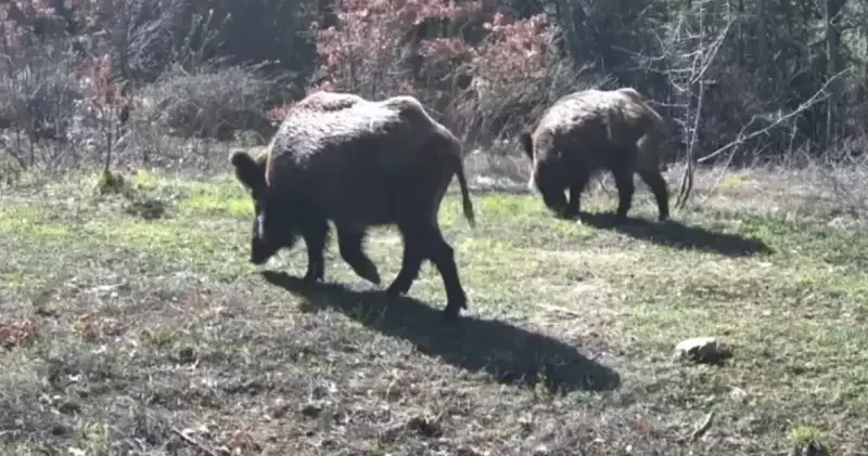 Karabük te yiyecek arayan yaban hayvanları fotokapanla görüntülendi Gündem Haberleri