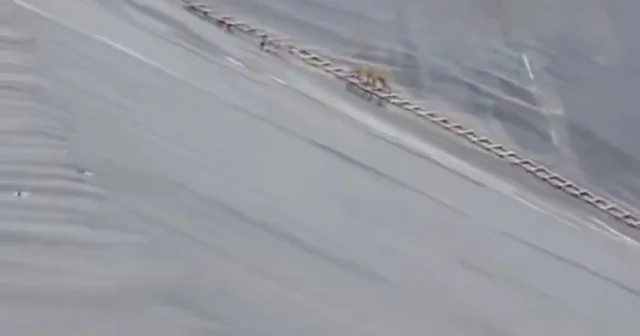 Yapay gölete düşen çakal merdivenle kurtarıldı Şanlıurfa Haberleri