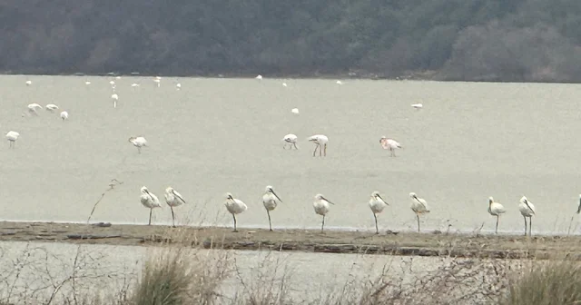 Eceabat Kaymakamı Kerem Yenigün den Suvla Bölgesinde Doğa İncelemesi Çanakkale Haberleri