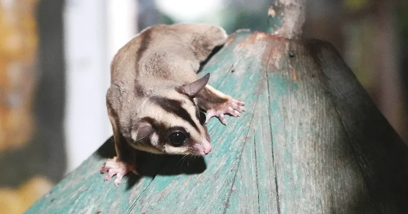 Kaçak bakılıyorlardı... 33 uçan sincap korumaya alındı