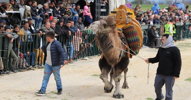 Saruhanlı da deve güreşlerine binlerce vatandaş akın etti Manisa Haberleri