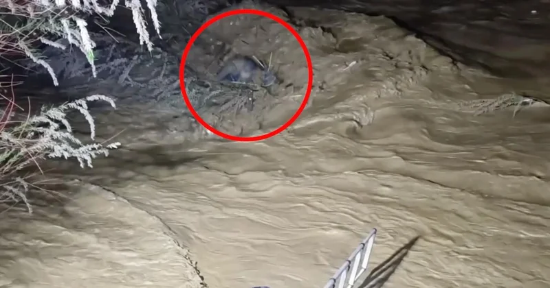 Suya kapılan sürücü ağaç dallarıyla hayata tutundu