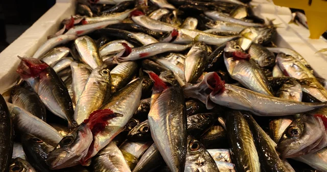 Av yasağı yaklaştı; hamsi yerini istavrite bıraktı Trabzon Haberleri