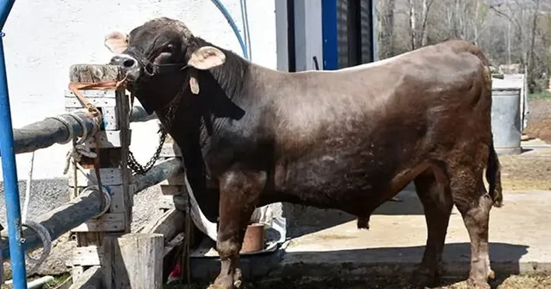 Gören bakmaya, onlar satmaya kıyamıyor! 1 ton 180 kiloluk Poyraz ın dudak uçuklatan fiyatı