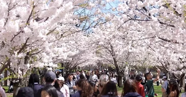 Toronto’da kiraz çiçekleri şehri masala çevirdi VİDEO İZLE