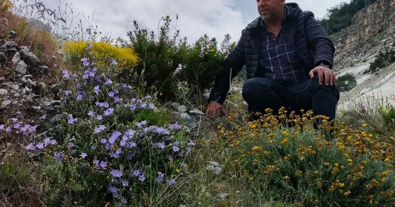 Dünyada sadece Aydın da yetişen Küçük Çan yok olma tehlikesiyle karşı karşıya