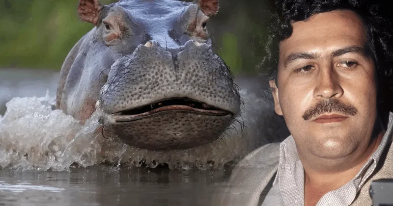 Escobar ın su aygırlarının imdadına Hintli milyarder koştu Sözcü Gazetesi