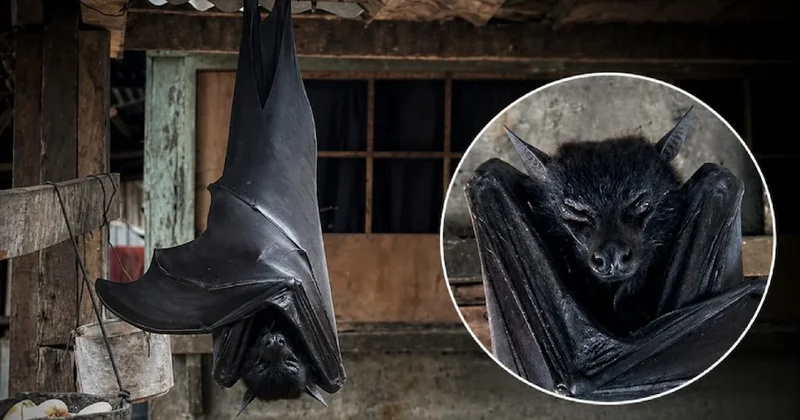 Çatıda asılı halde görüntülenen yarasa dehşete düşürdü Sözcü Gazetesi