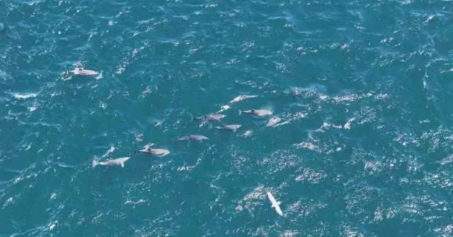 Baharın gelmesiyle İstanbul Boğazı’nda yunuslardan görsel şölen VİDEO İZLE