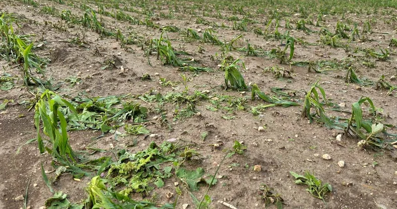 Gece gelen felaket: Zeytinlikler ve tarlalar zarar gördü!