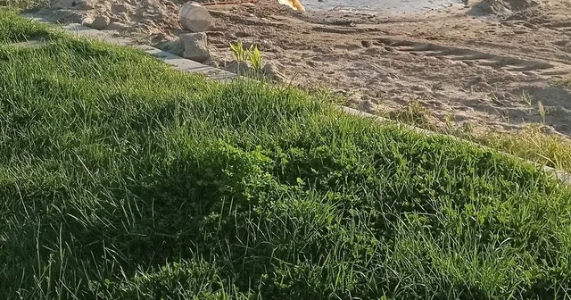 Burhaniye de denize akan pis sular tepkiye neden oldu Balıkesir Haberleri