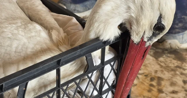 Hatay da 2 ayda göç yolundaki 53 leylek vuruldu Hatay Haberleri