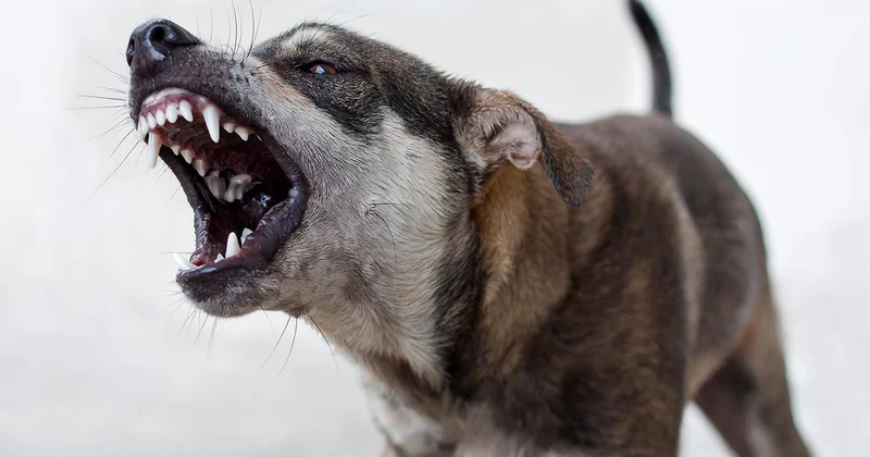 Van da başıboş sokak köpekleri 2 çocuğa saldırdı: 5 yaşındaki çocuk hayatını kaybetti