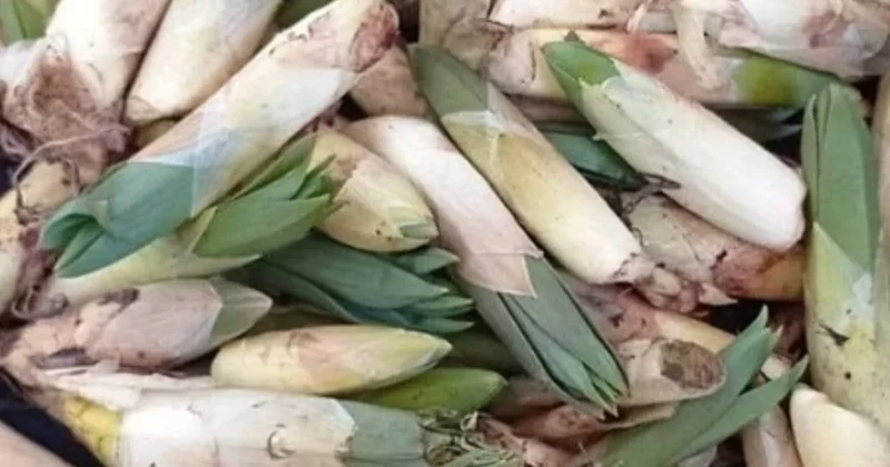 Pırasaya benziyor ama etkisi çok farklı: Dağlardan toplayan şifa buluyor Sözcü Gazetesi