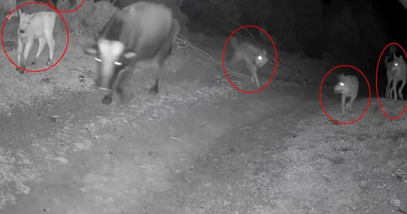 Görüntü Türkiye den! Gecenin karanlığında dehşete düşüren anlar