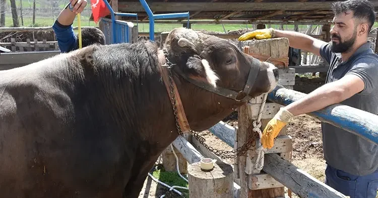 Piyasanın kralı belli oldu! Kantara sığmadı, fiyatı dudak uçuklattı