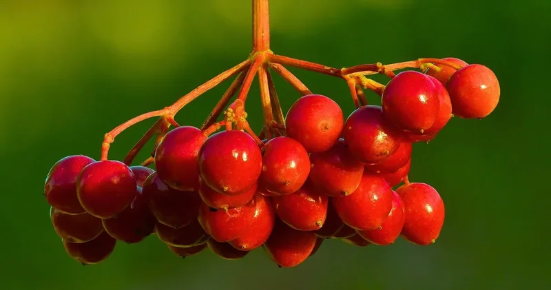 ABD bile Türkiye den ithal ediyor: Tescilli meyve bin derde bin deva, faydası saymakla bitmiyor