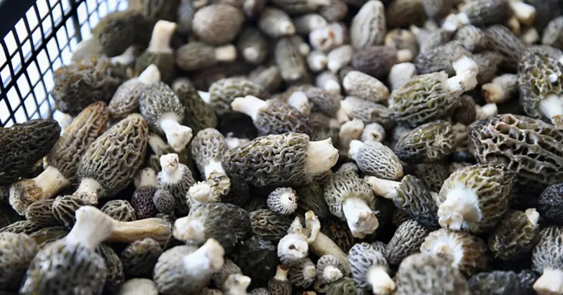 Köylüler dağlara akın etti! Toprağın altından servet çıkıyor