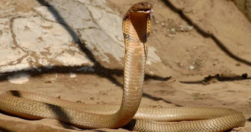 Lüks tatil kabusa döndü! Gösteri sırasında pantolonuna giren kobra turisti öldürdü