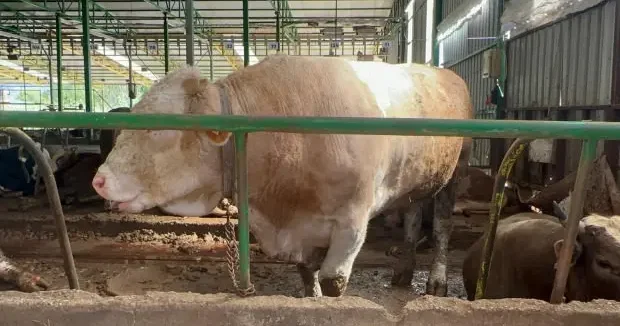 Bursa haberleri Bursalı besicinin tonluk boğayı sattığı fiyat şoke etti 29 Nisan 2026