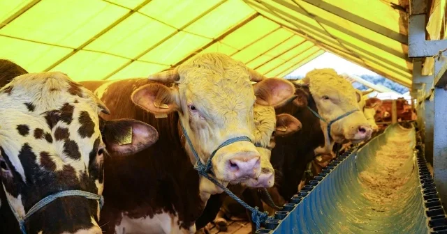 Kurbanlık fiyatları ne kadar, kaç TL? %25 ile 30 arasında bir fark var! 2026 büyükbaş ve küçükbaş kurban fiyatları kaç TL? VİDEO İZLE